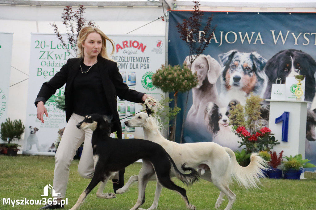 Fotorelacja - Wystawa Psów Rasowych GNIAZDÓW 2024r.