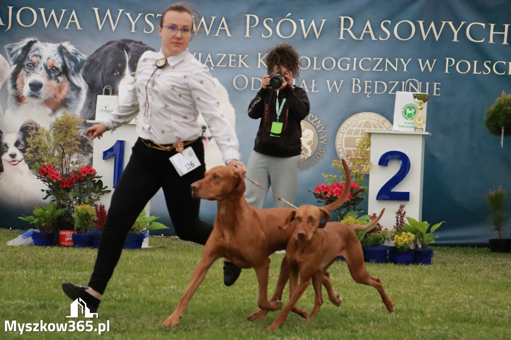 Fotorelacja - Wystawa Psów Rasowych GNIAZDÓW 2024r.