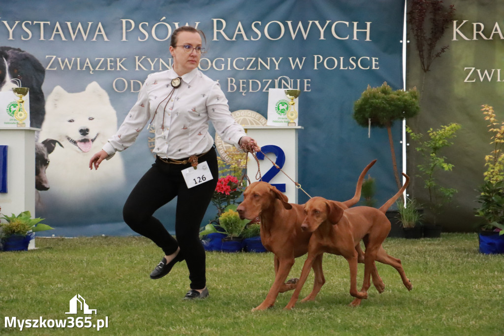 Fotorelacja - Wystawa Psów Rasowych GNIAZDÓW 2024r.