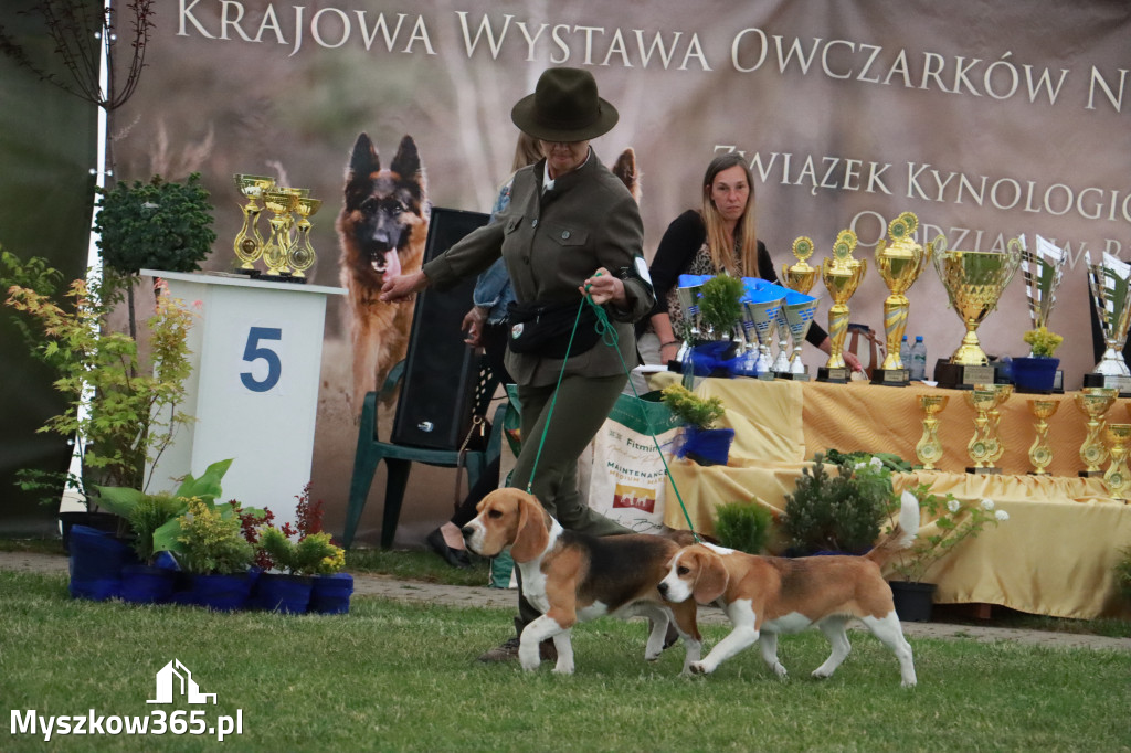 Fotorelacja - Wystawa Psów Rasowych GNIAZDÓW 2024r.