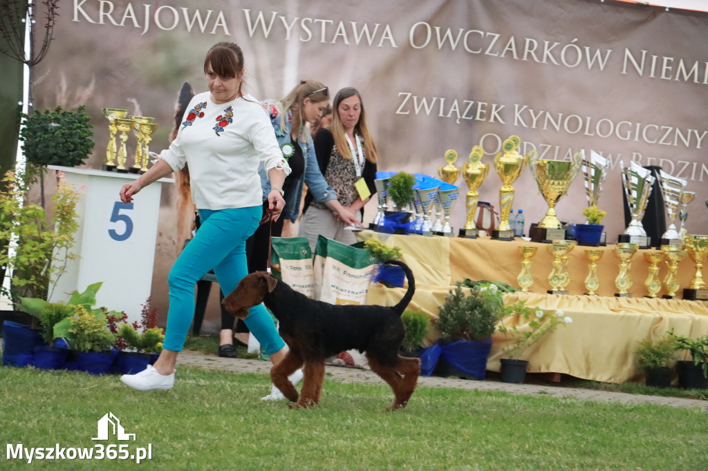 Fotorelacja - Wystawa Psów Rasowych GNIAZDÓW 2024r.