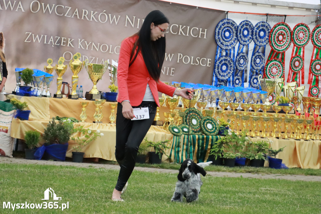 Fotorelacja - Wystawa Psów Rasowych GNIAZDÓW 2024r.