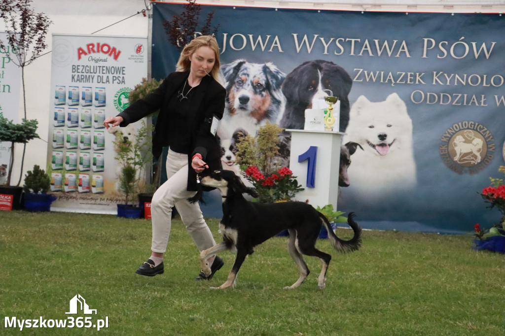 Fotorelacja - Wystawa Psów Rasowych GNIAZDÓW 2024r.