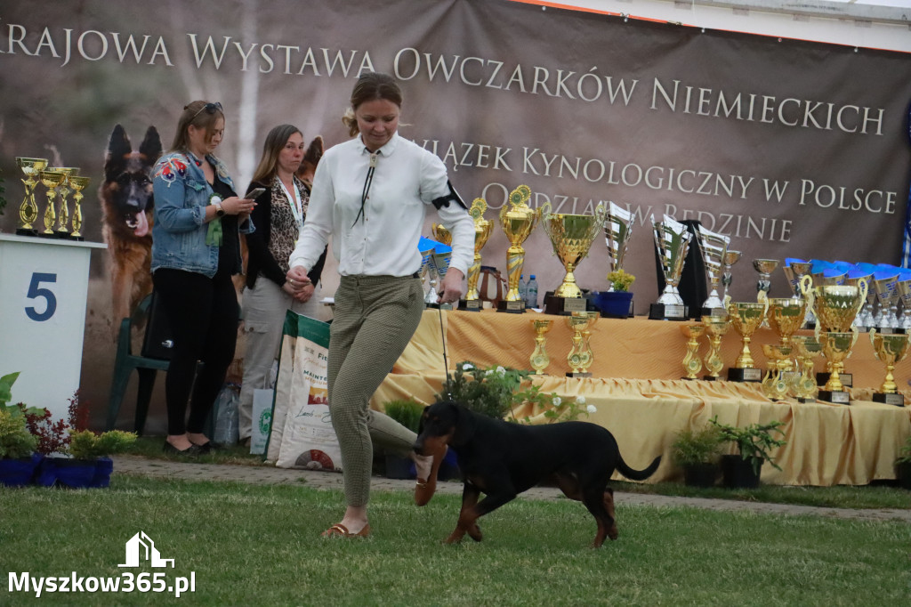 Fotorelacja - Wystawa Psów Rasowych GNIAZDÓW 2024r.