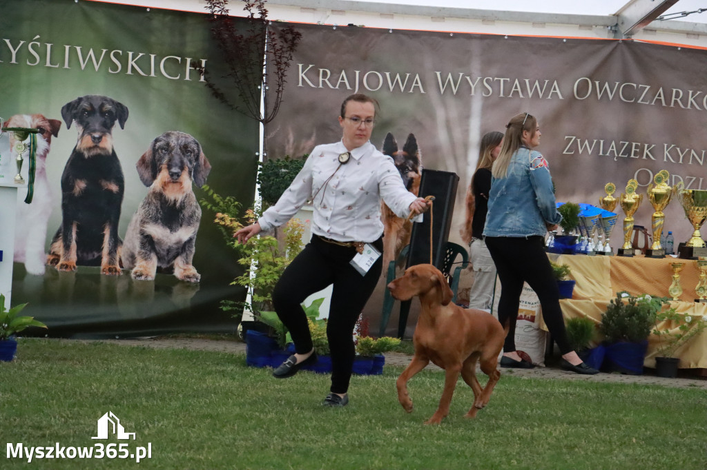 Fotorelacja - Wystawa Psów Rasowych GNIAZDÓW 2024r.