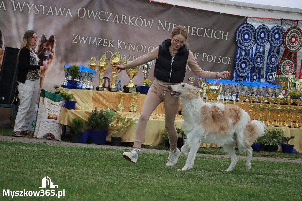 Fotorelacja - Wystawa Psów Rasowych GNIAZDÓW 2024r.