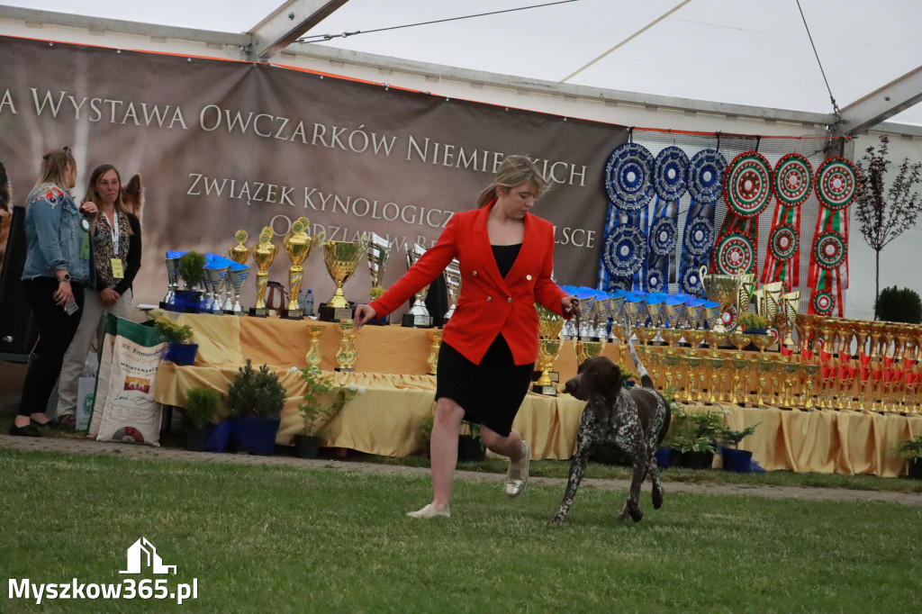 Fotorelacja - Wystawa Psów Rasowych GNIAZDÓW 2024r.