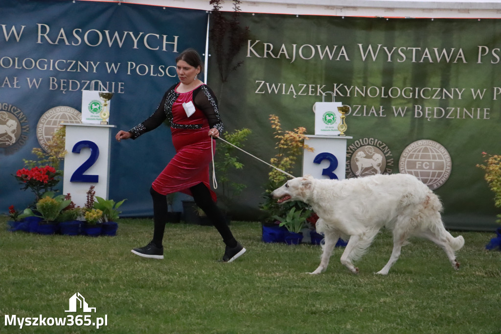 Fotorelacja - Wystawa Psów Rasowych GNIAZDÓW 2024r.