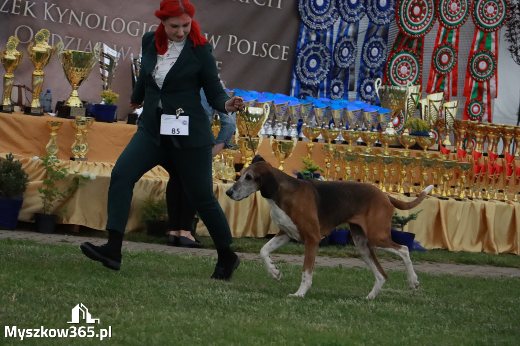 Fotorelacja - Wystawa Psów Rasowych GNIAZDÓW 2024r.