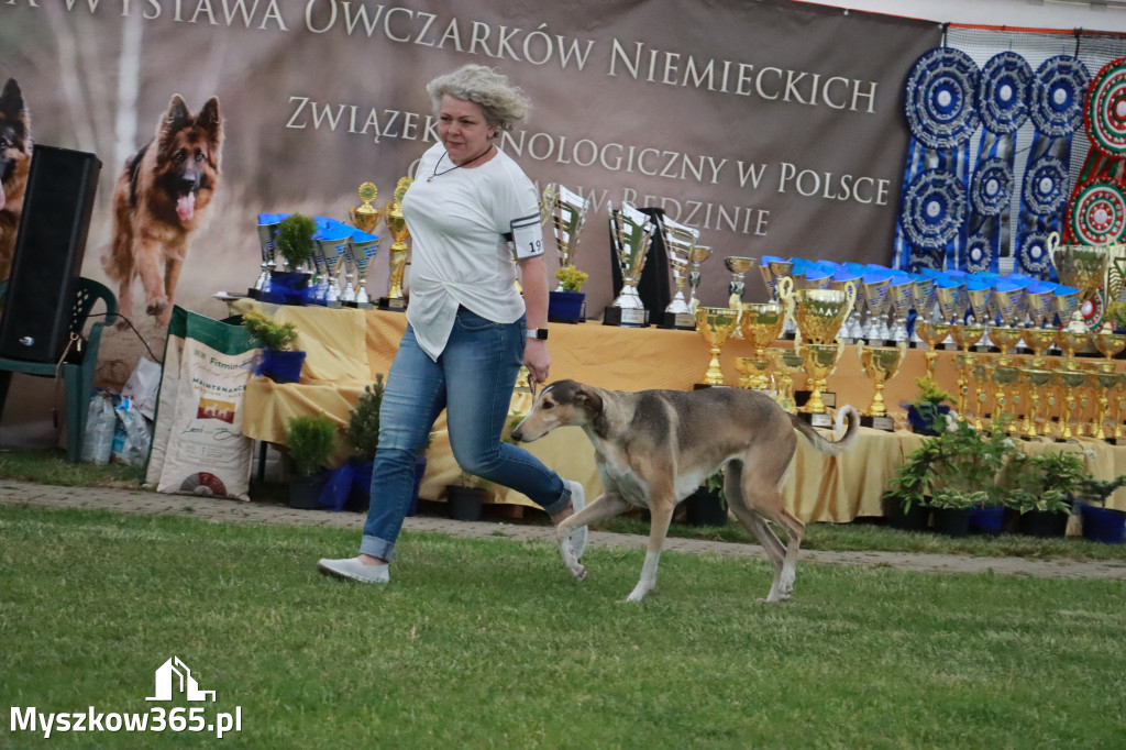 Fotorelacja - Wystawa Psów Rasowych GNIAZDÓW 2024r.