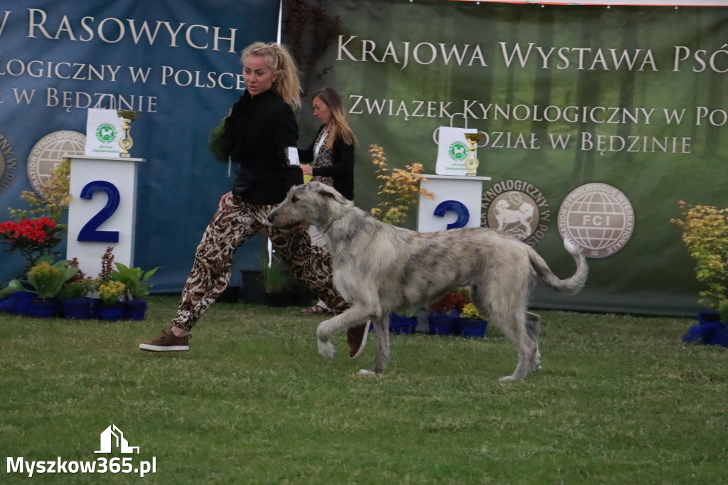 Fotorelacja - Wystawa Psów Rasowych GNIAZDÓW 2024r.