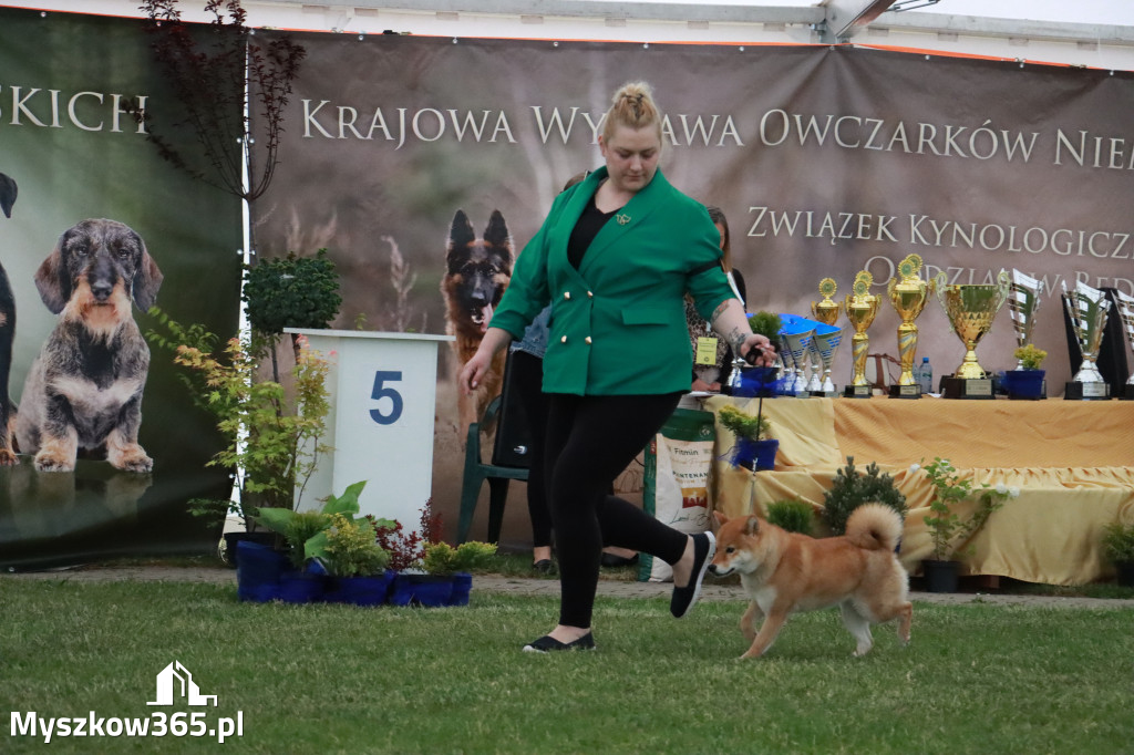 Fotorelacja - Wystawa Psów Rasowych GNIAZDÓW 2024r.