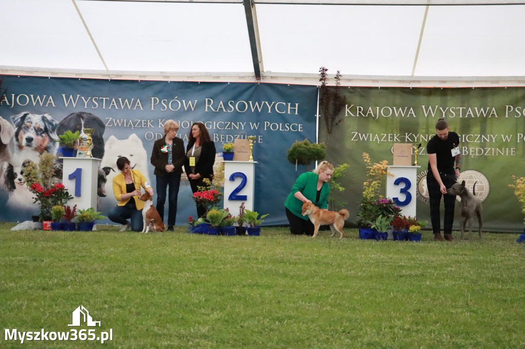 Fotorelacja - Wystawa Psów Rasowych GNIAZDÓW 2024r.