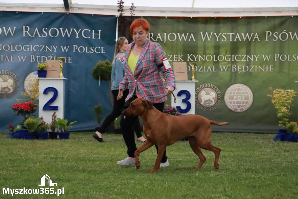 Fotorelacja - Wystawa Psów Rasowych GNIAZDÓW 2024r.