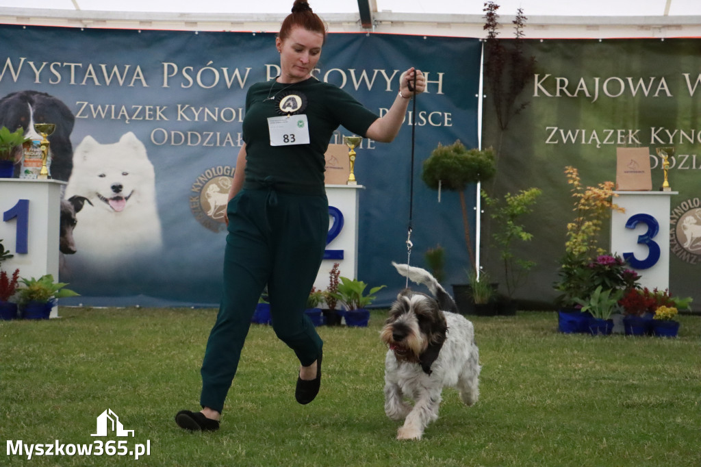 Fotorelacja - Wystawa Psów Rasowych GNIAZDÓW 2024r.