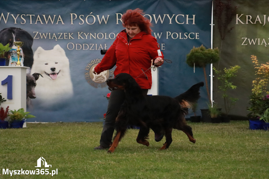 Fotorelacja - Wystawa Psów Rasowych GNIAZDÓW 2024r.