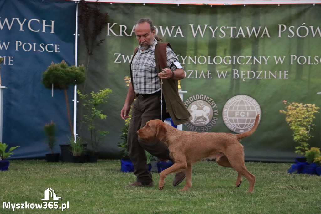 Fotorelacja - Wystawa Psów Rasowych GNIAZDÓW 2024r.