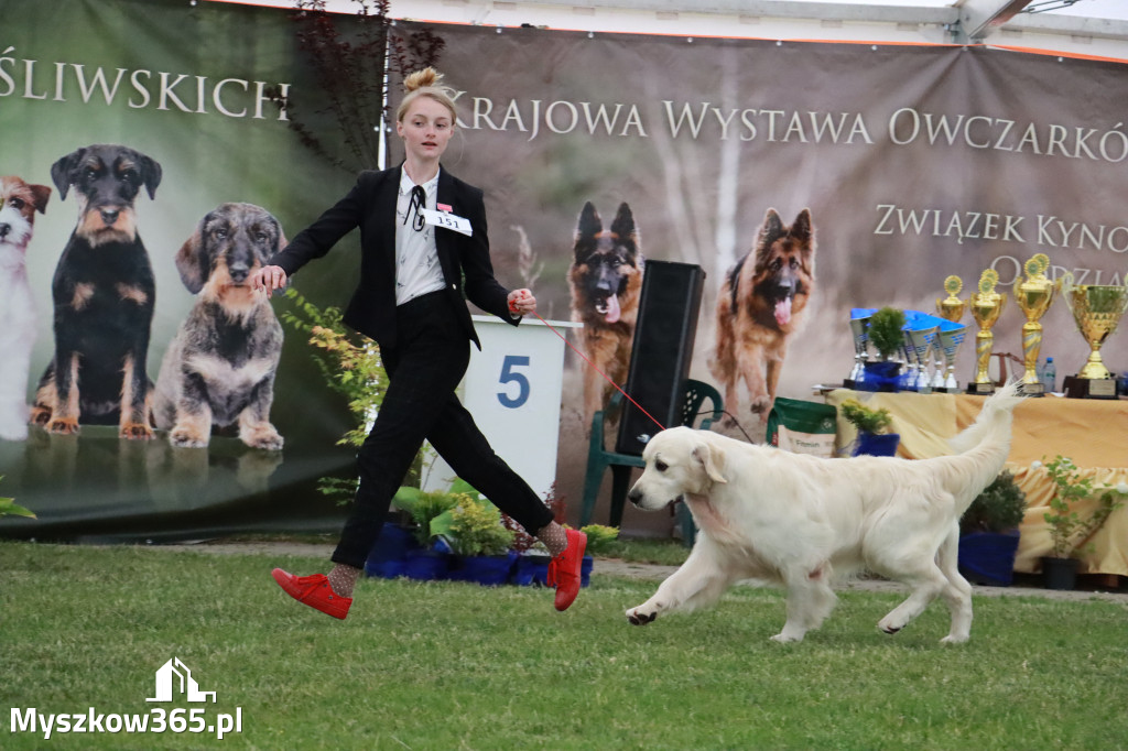 Fotorelacja - Wystawa Psów Rasowych GNIAZDÓW 2024r.