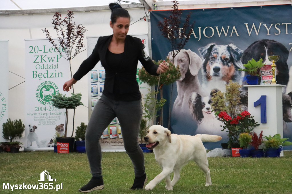 Fotorelacja - Wystawa Psów Rasowych GNIAZDÓW 2024r.