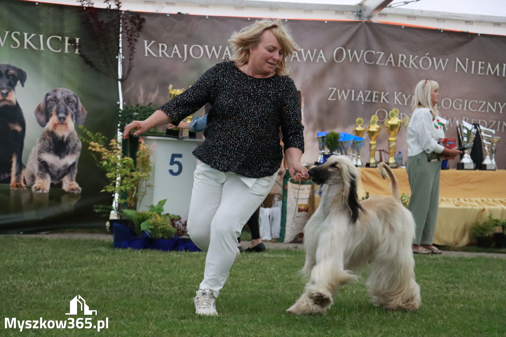 Fotorelacja - Wystawa Psów Rasowych GNIAZDÓW 2024r.