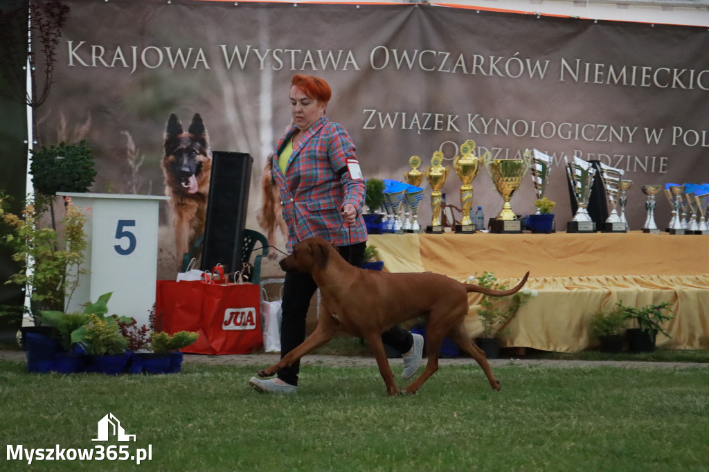 Fotorelacja - Wystawa Psów Rasowych GNIAZDÓW 2024r.