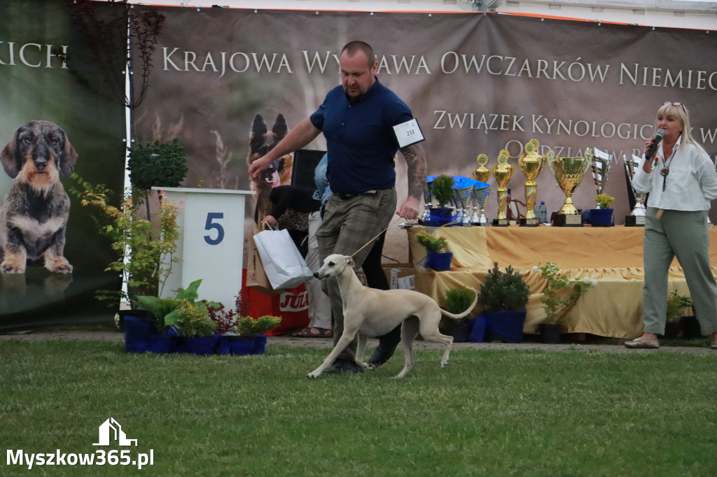 Fotorelacja - Wystawa Psów Rasowych GNIAZDÓW 2024r.