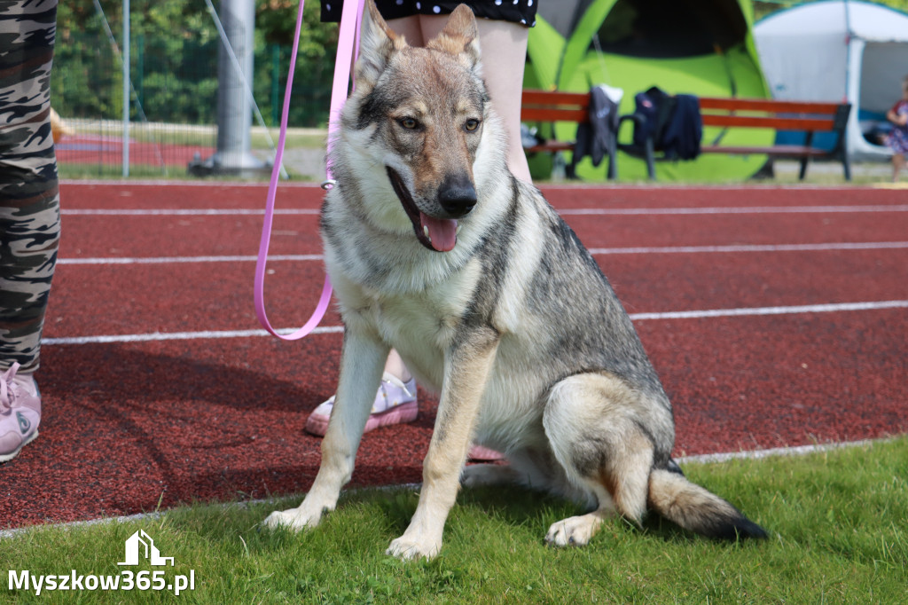 Fotorelacja - Wystawa Psów Rasowych GNIAZDÓW 2024r. SOBOTA I