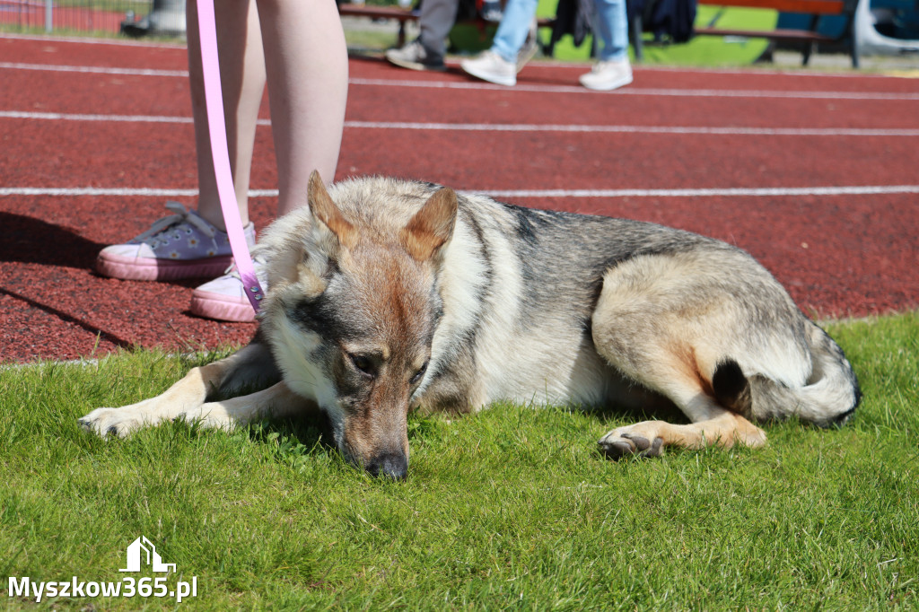 Fotorelacja - Wystawa Psów Rasowych GNIAZDÓW 2024r. SOBOTA I