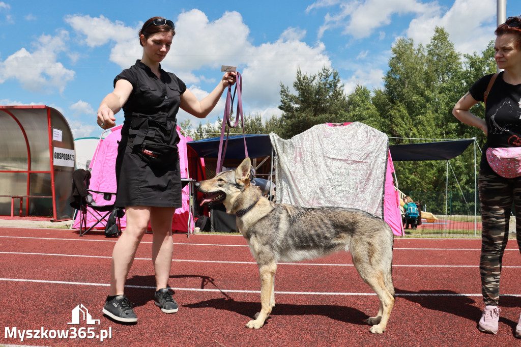 Fotorelacja - Wystawa Psów Rasowych GNIAZDÓW 2024r. SOBOTA I