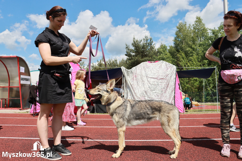 Fotorelacja - Wystawa Psów Rasowych GNIAZDÓW 2024r. SOBOTA I