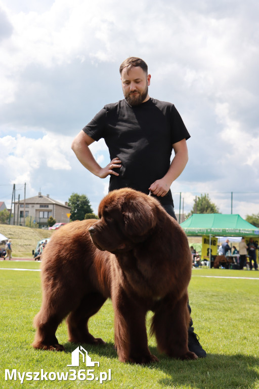 Fotorelacja - Wystawa Psów Rasowych GNIAZDÓW 2024r. SOBOTA I