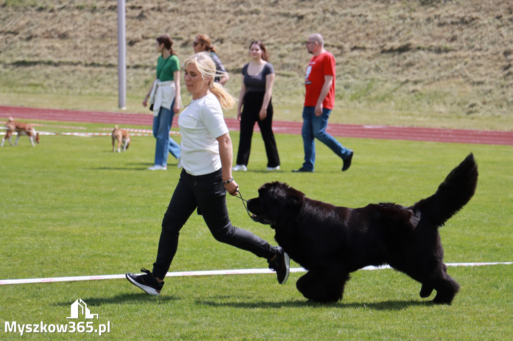 Fotorelacja - Wystawa Psów Rasowych GNIAZDÓW 2024r. SOBOTA I