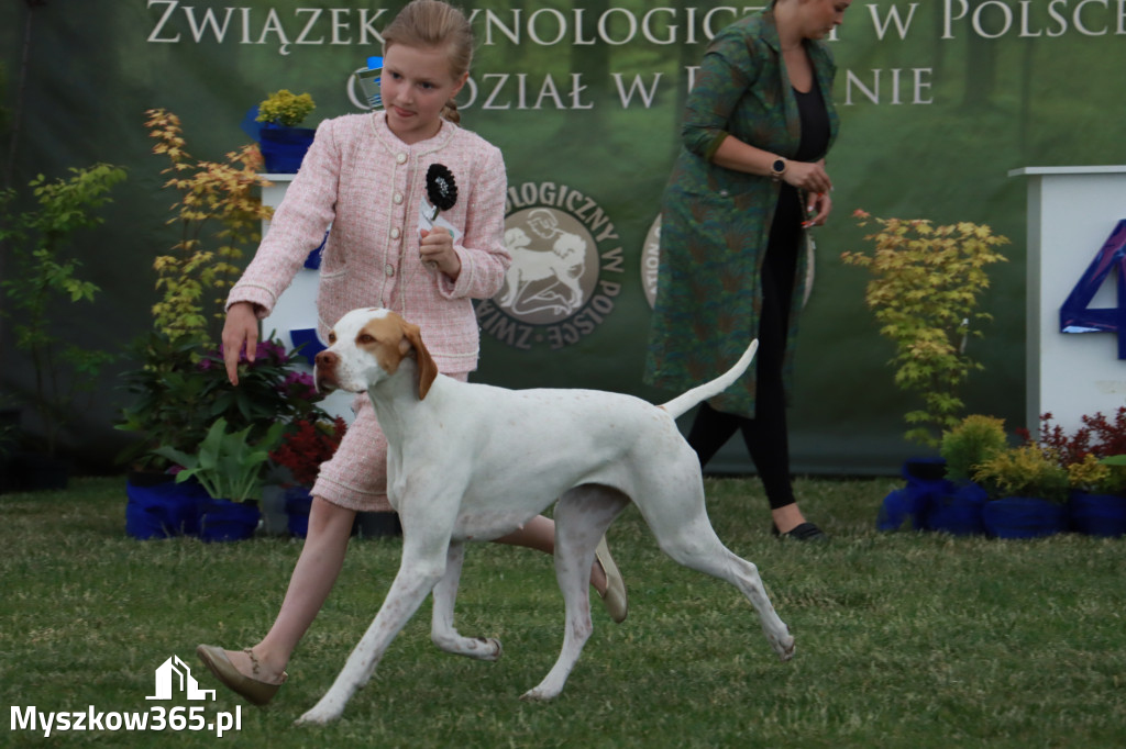 Fotorelacja - Wystawa Psów Rasowych GNIAZDÓW 2024r. SOBOTA I