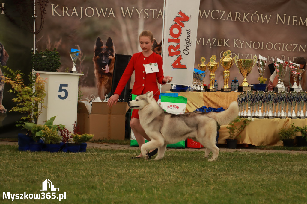 Fotorelacja - Wystawa Psów Rasowych GNIAZDÓW 2024r. SOBOTA I