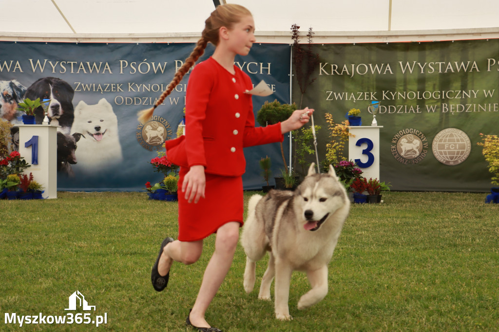 Fotorelacja - Wystawa Psów Rasowych GNIAZDÓW 2024r. SOBOTA I