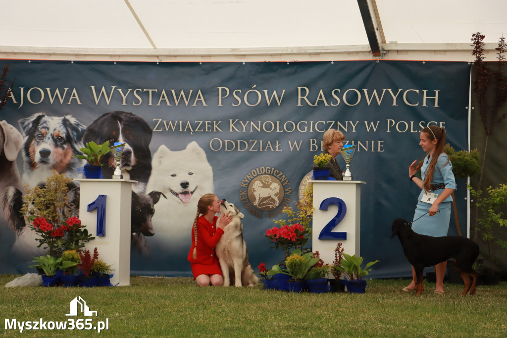 Fotorelacja - Wystawa Psów Rasowych GNIAZDÓW 2024r. SOBOTA I