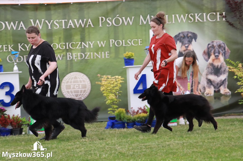 Fotorelacja - Wystawa Psów Rasowych GNIAZDÓW 2024r. SOBOTA I