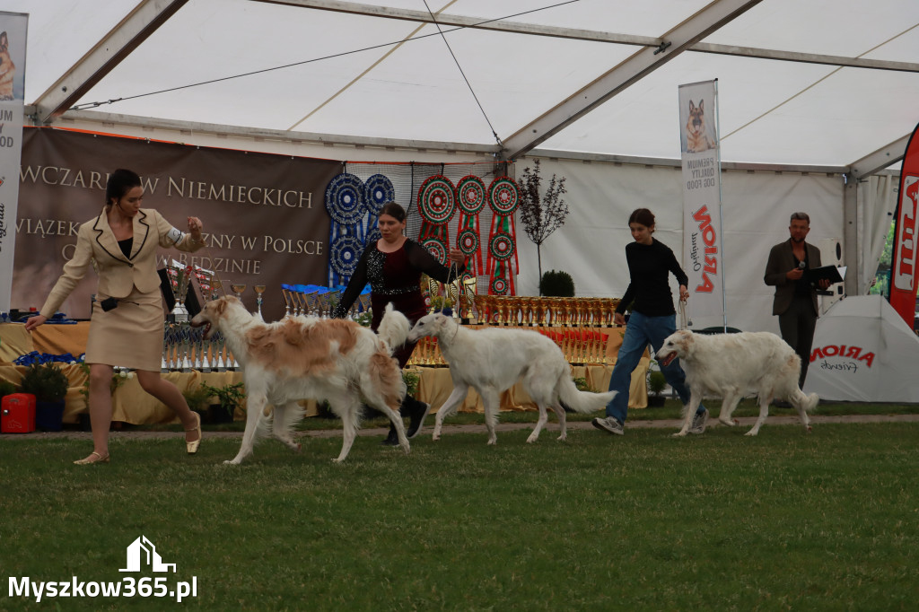 Fotorelacja - Wystawa Psów Rasowych GNIAZDÓW 2024r. SOBOTA I