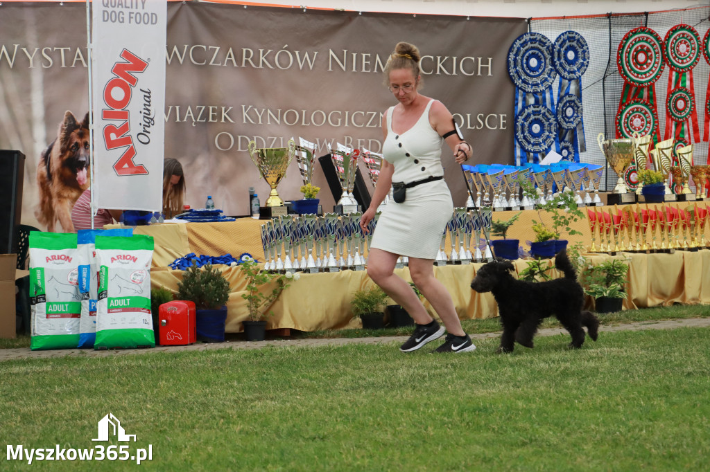 Fotorelacja - Wystawa Psów Rasowych GNIAZDÓW 2024r. SOBOTA I