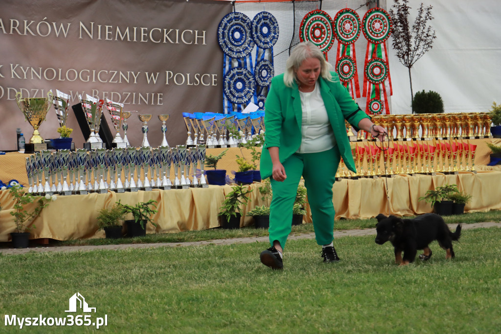 Fotorelacja - Wystawa Psów Rasowych GNIAZDÓW 2024r. SOBOTA I