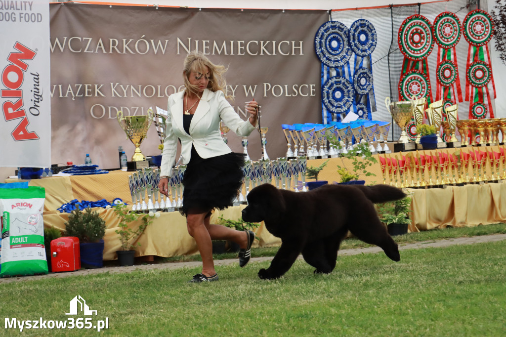 Fotorelacja - Wystawa Psów Rasowych GNIAZDÓW 2024r. SOBOTA I