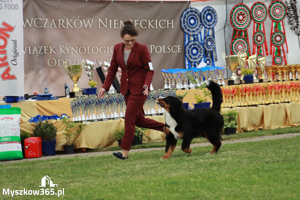 Fotorelacja - Wystawa Psów Rasowych GNIAZDÓW 2024r. SOBOTA I