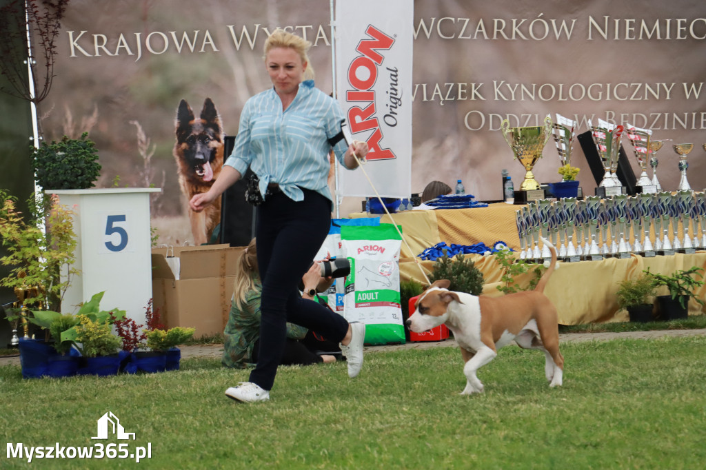 Fotorelacja - Wystawa Psów Rasowych GNIAZDÓW 2024r. SOBOTA I