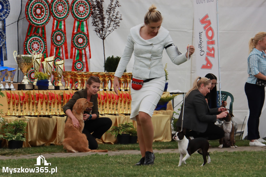 Fotorelacja - Wystawa Psów Rasowych GNIAZDÓW 2024r. SOBOTA I