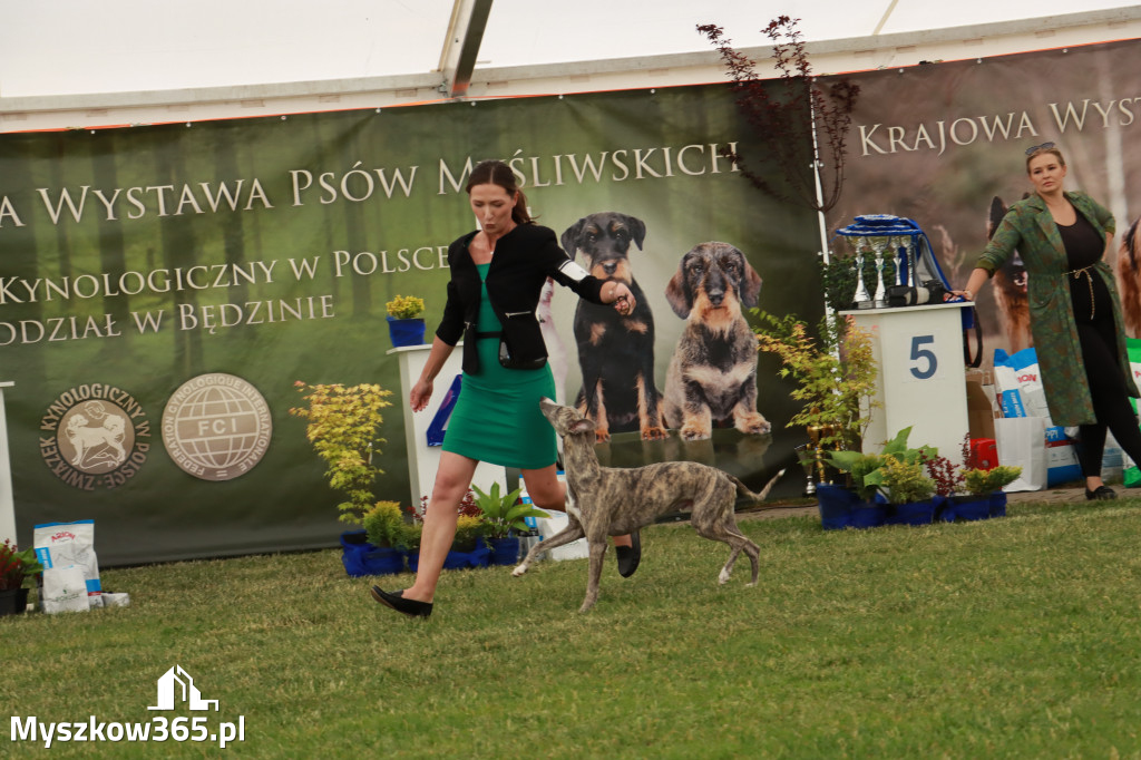 Fotorelacja - Wystawa Psów Rasowych GNIAZDÓW 2024r. SOBOTA I