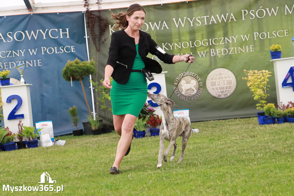 Fotorelacja - Wystawa Psów Rasowych GNIAZDÓW 2024r. SOBOTA I