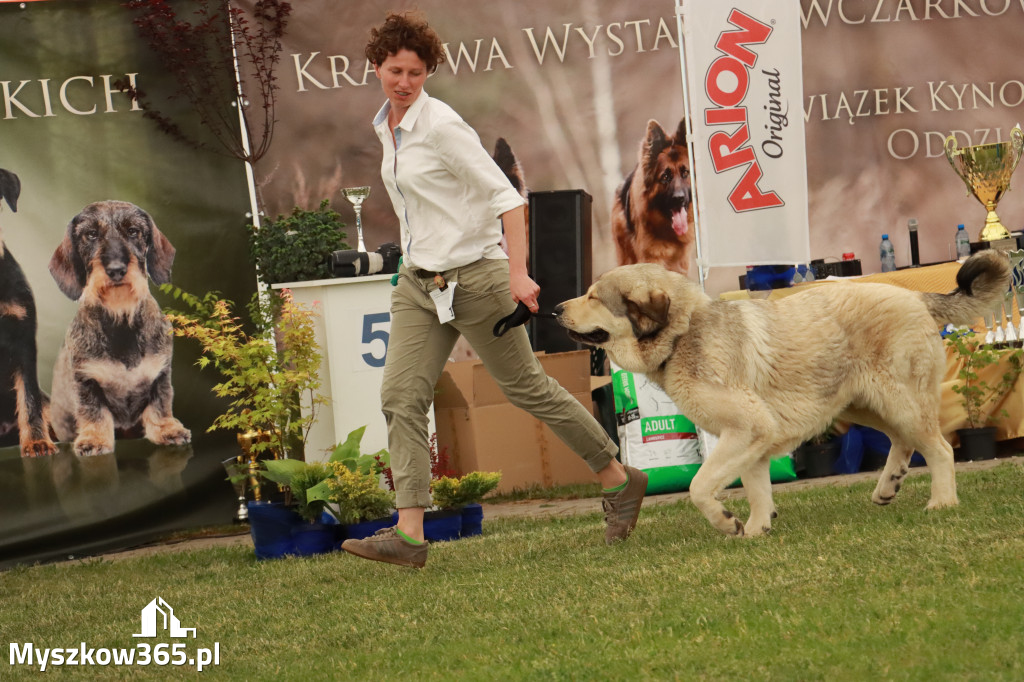 Fotorelacja - Wystawa Psów Rasowych GNIAZDÓW 2024r. SOBOTA I