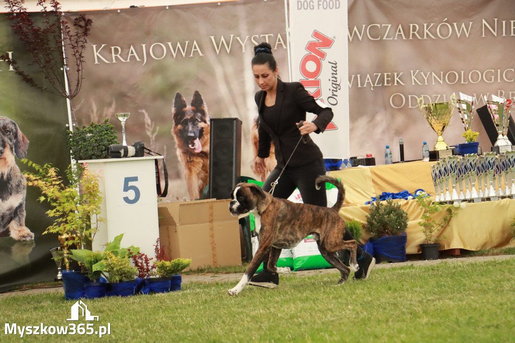 Fotorelacja - Wystawa Psów Rasowych GNIAZDÓW 2024r. SOBOTA I