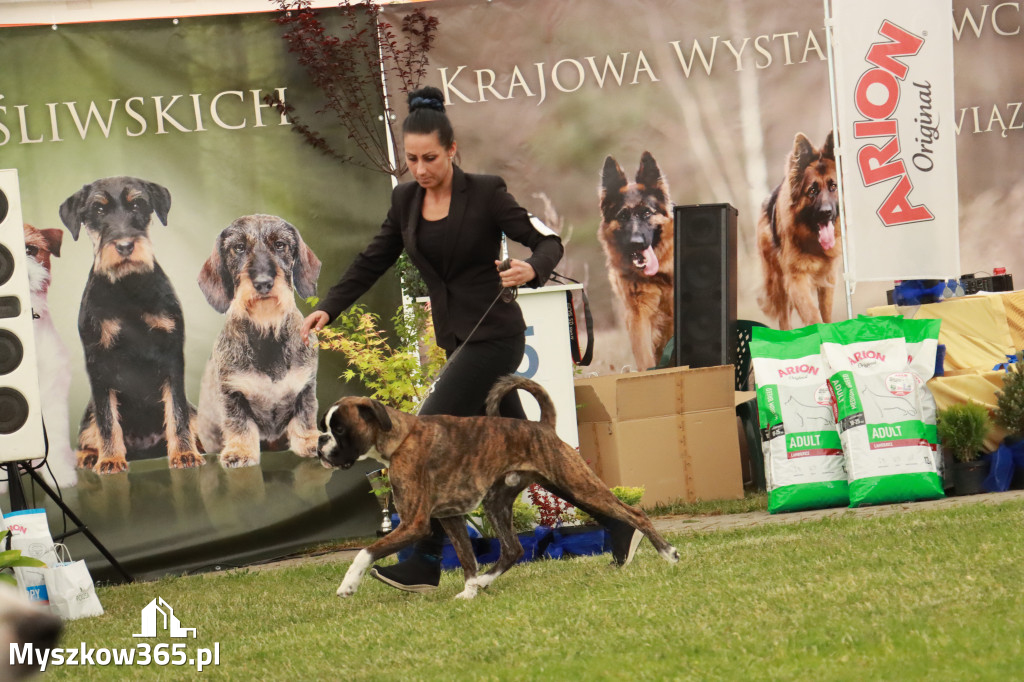 Fotorelacja - Wystawa Psów Rasowych GNIAZDÓW 2024r. SOBOTA I