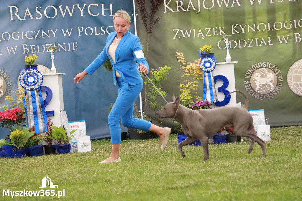 Fotorelacja - Wystawa Psów Rasowych GNIAZDÓW 2024r. SOBOTA I